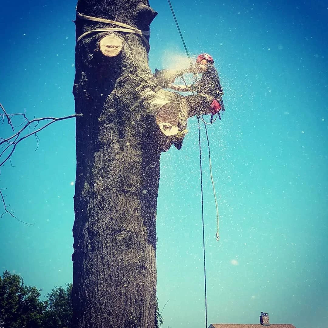One Life Tree Service arborist in Lincoln, Nebraska — 2