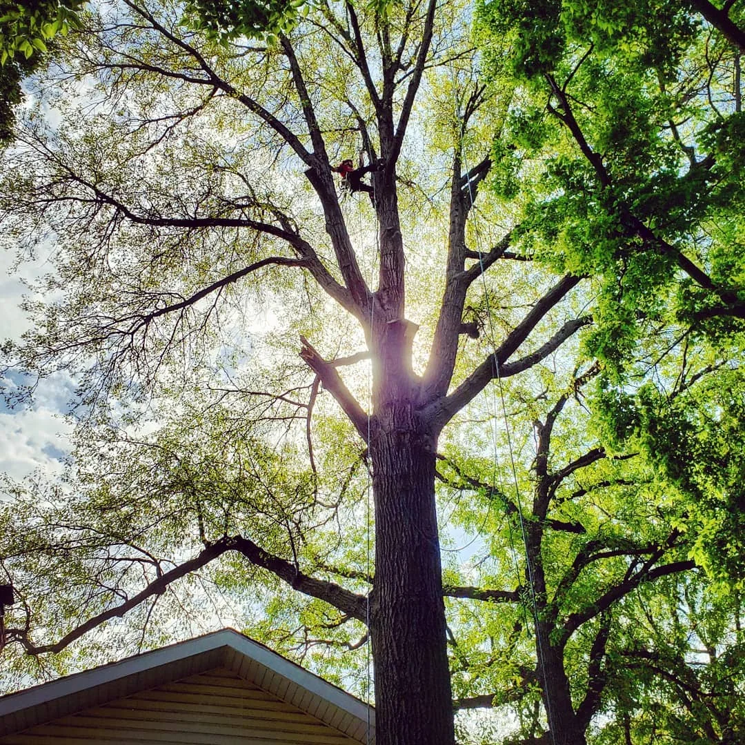 Arborist Consultations by One Life Tree Service in Lincoln, NE