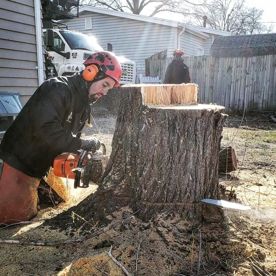 One Life Tree Service jobsite (source: NAA tree lincoln nebraska 1.jpg)