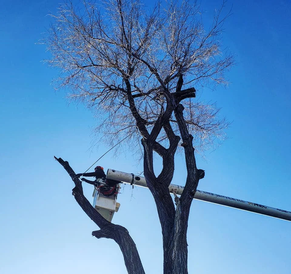 One Life Tree Service jobsite (source: NAA tree lincoln nebraska 2.jpg)