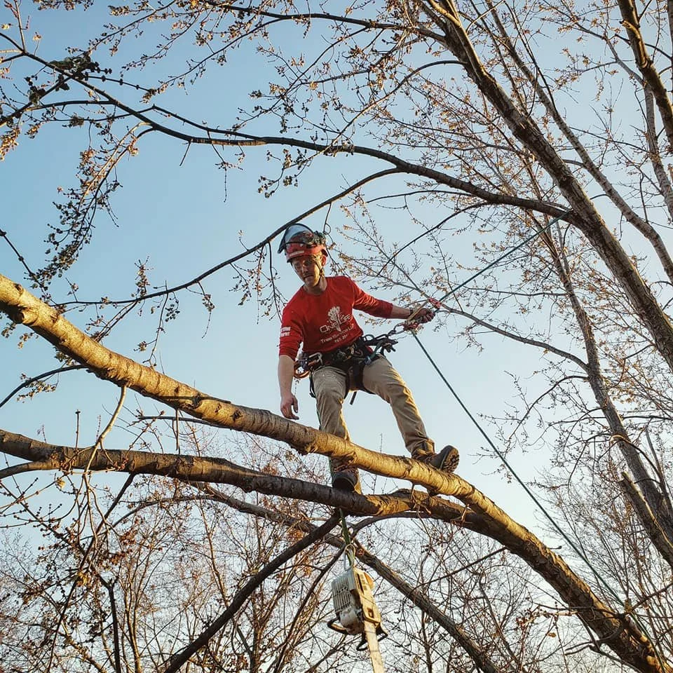 One Life Tree Service jobsite (source: NAA tree lincoln nebraska 3.jpg)
